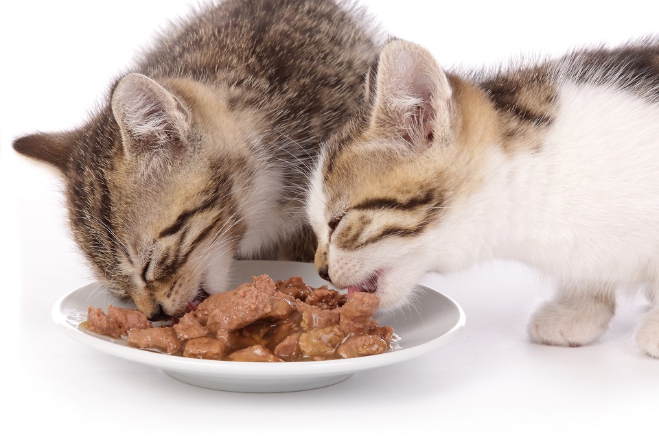 Mâle ou femelle : faut-il nourrir votre chat de la même façon ?