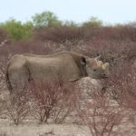 La Namibie, une terre sauvage et envoutant