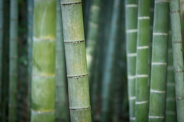 Comment cultiver le bambou ?
