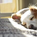 Choisir les croquettes idéales pour votre chien