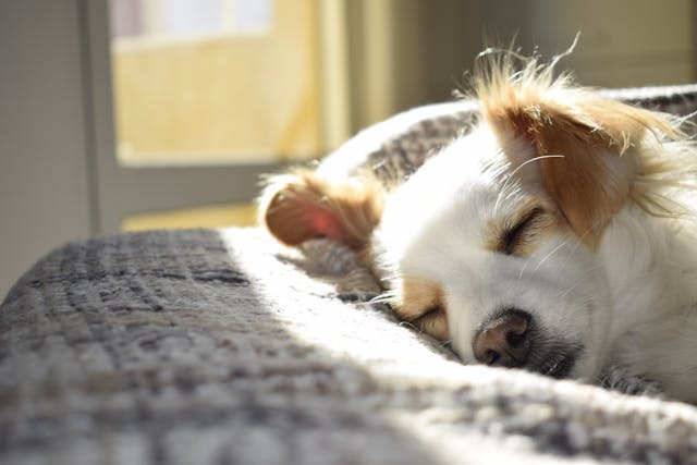 Choisir les croquettes idéales pour votre chien