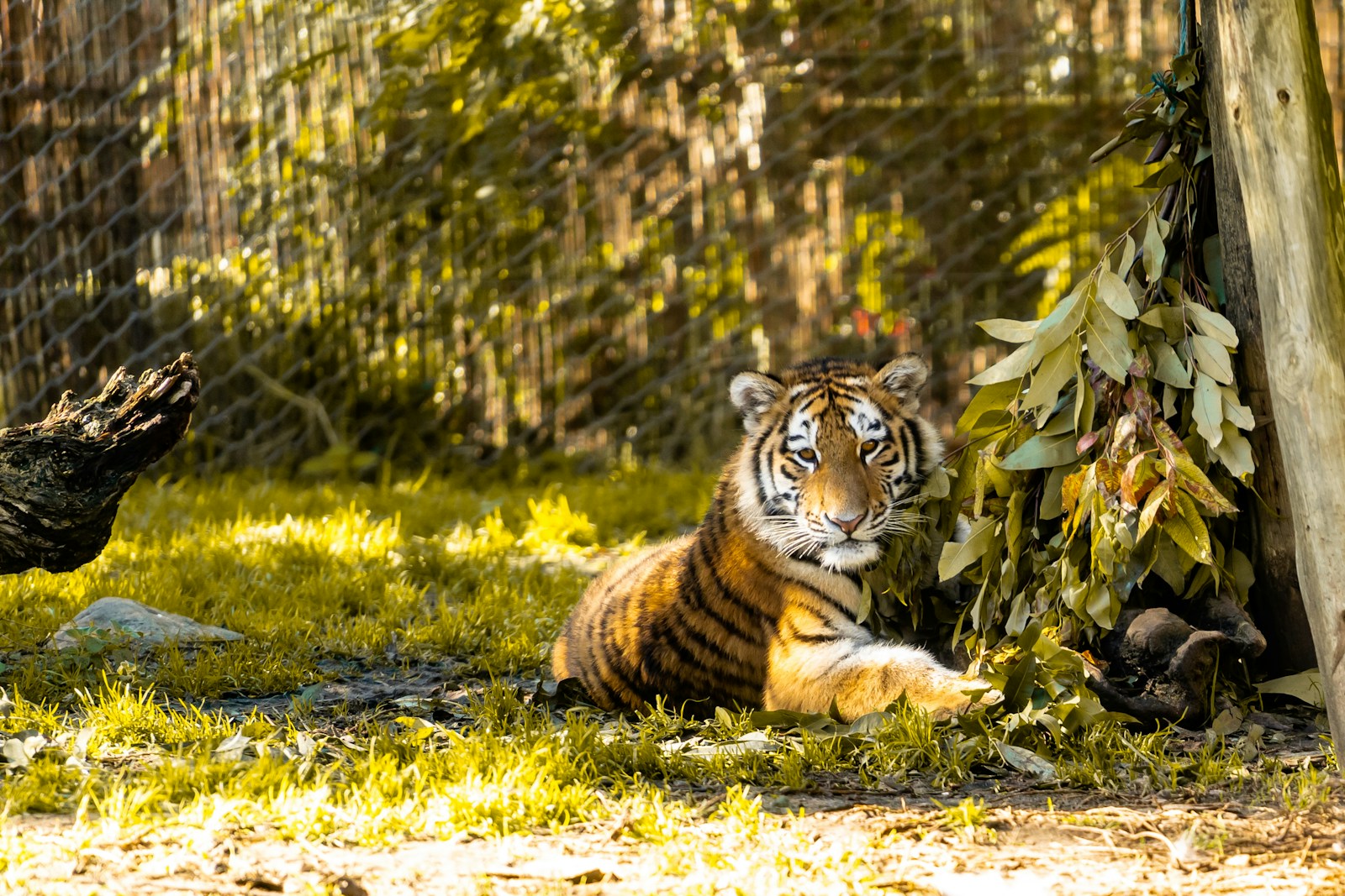 les tigres du Bengale