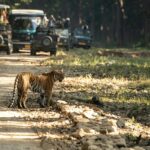 Le parc national Jim Corbett en Inde