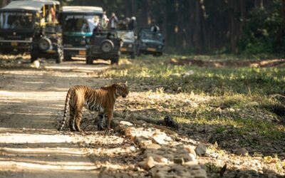 Le parc national Jim Corbett en Inde