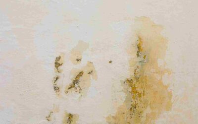 peinture contre l'humidité