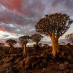 Les bonnes raisons d’opter pour un voyage en Namibie pour les vacances d’été 2025