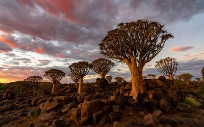 Les bonnes raisons d’opter pour un voyage en Namibie pour les vacances d’été 2025